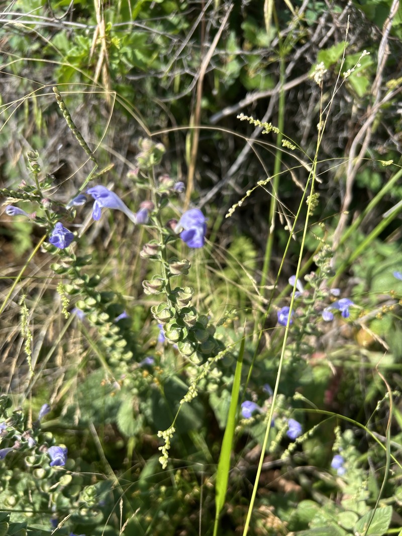 Scutellaria ovata subsp. ovata photo 6