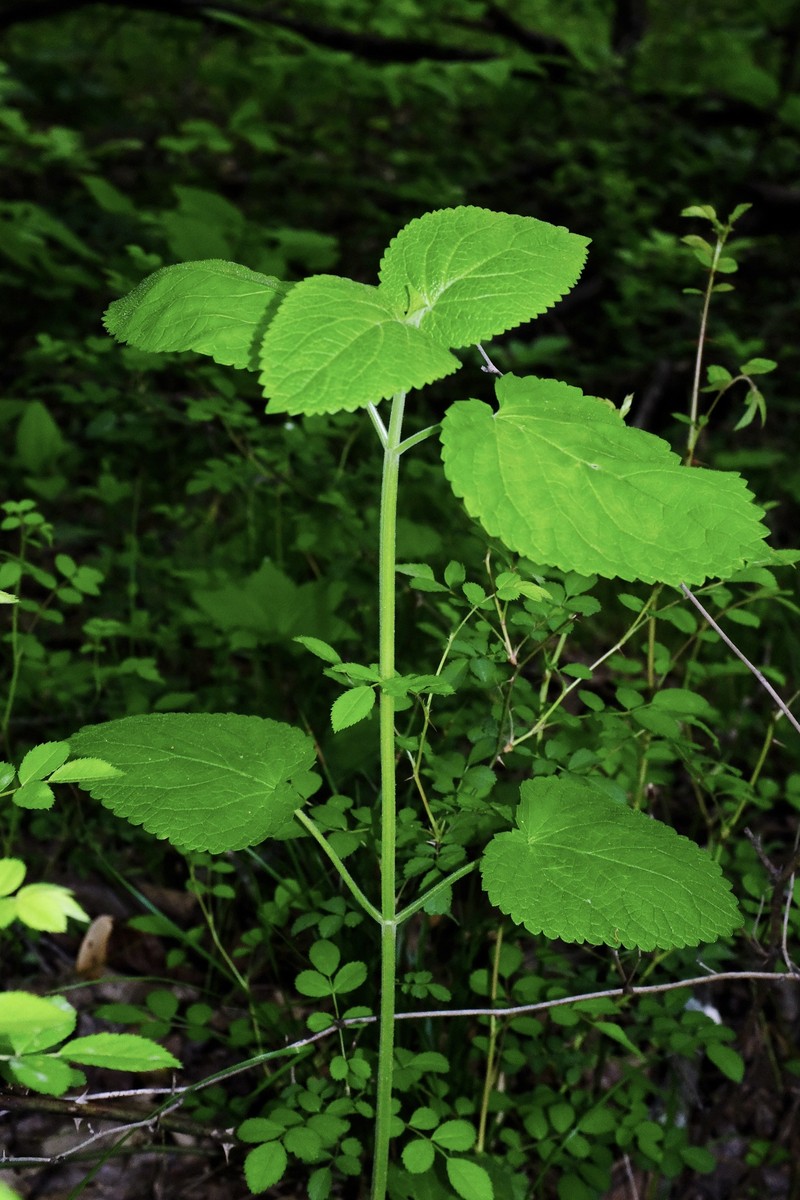 Scutellaria ovata subsp. ovata photo 8