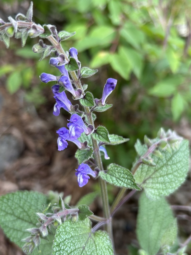 Scutellaria ovata subsp. rugosa