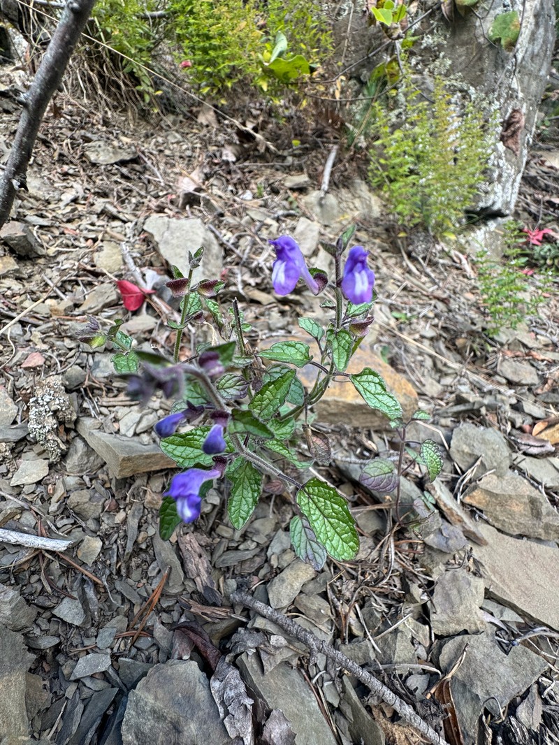 Scutellaria ovata subsp. rugosa photo 2