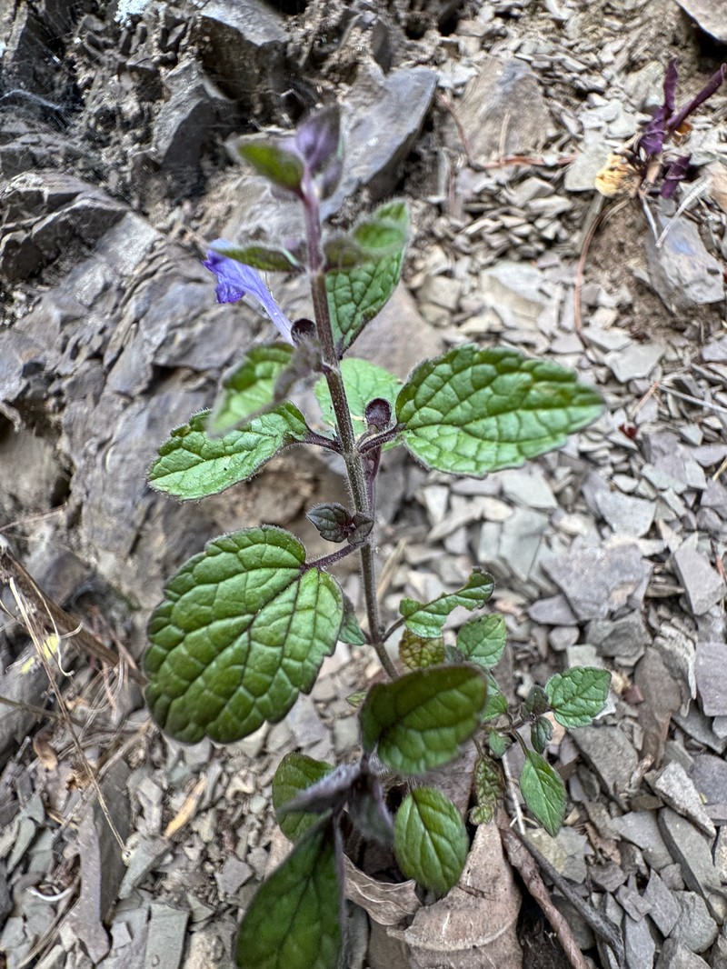 Scutellaria ovata subsp. rugosa photo 3