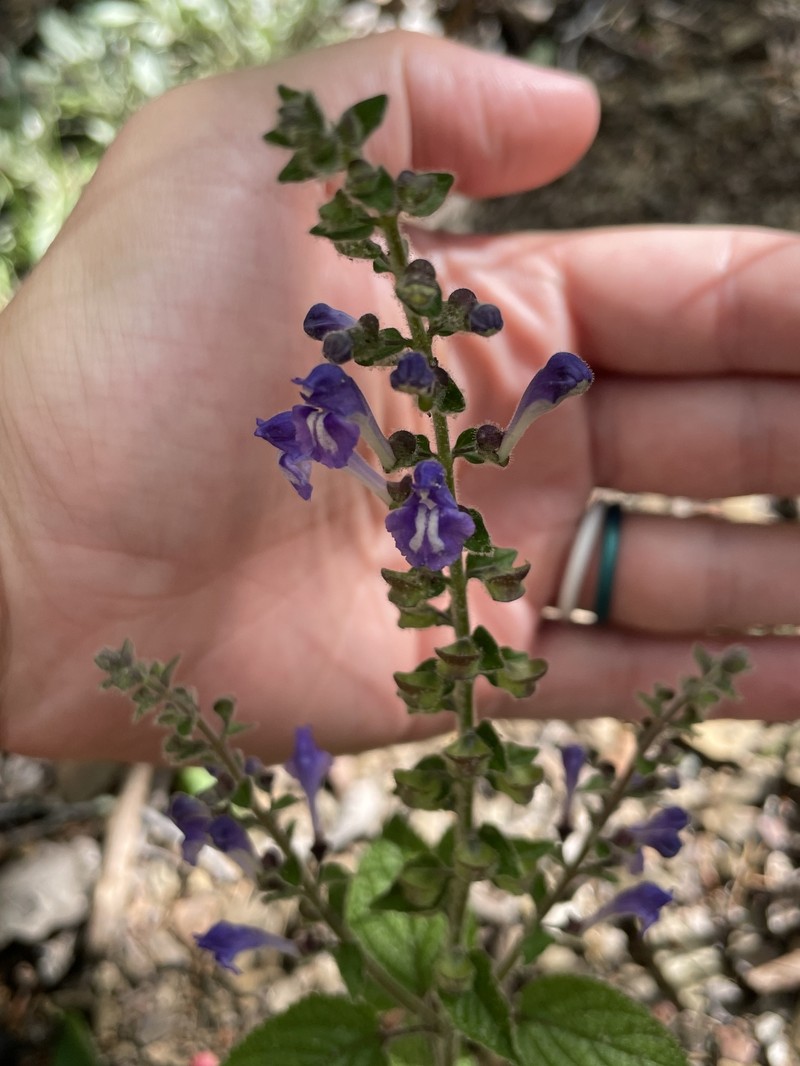 Scutellaria ovata subsp. rugosa photo 4