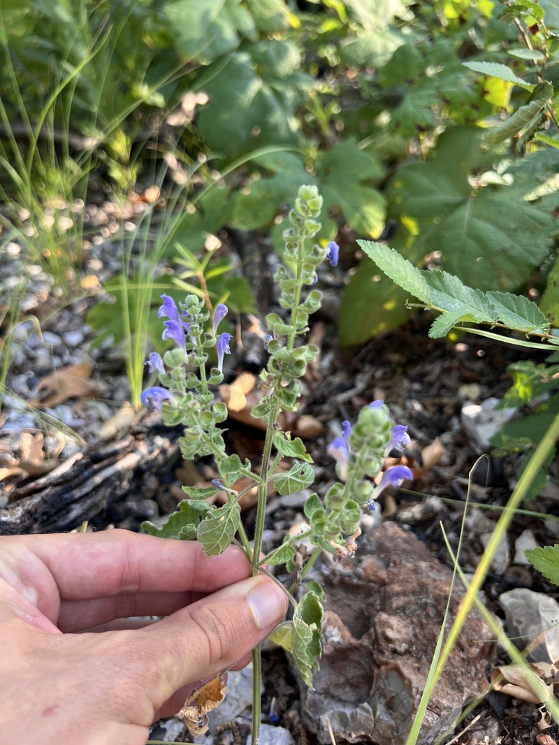 Scutellaria ovata subsp. rugosa photo 5