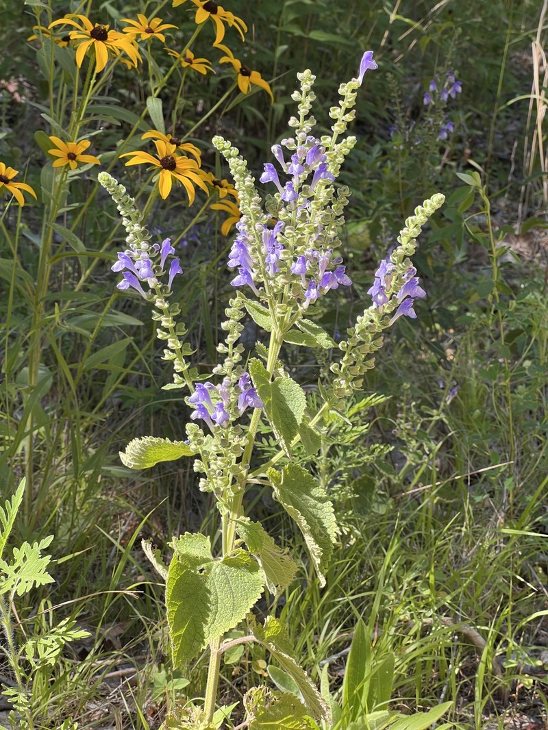 Scutellaria ovata subsp. rugosa photo 6