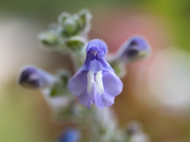 Scutellaria ovata subsp. rugosa photo 7