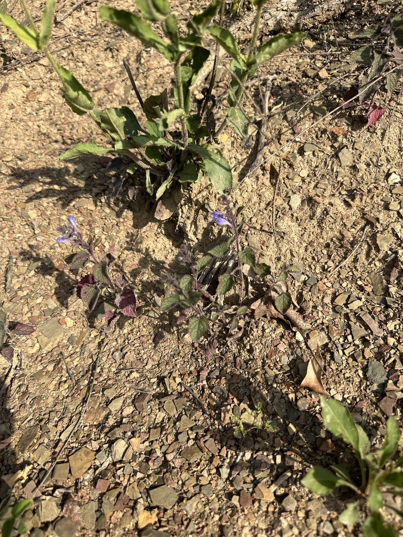 Scutellaria ovata subsp. rugosa photo 8