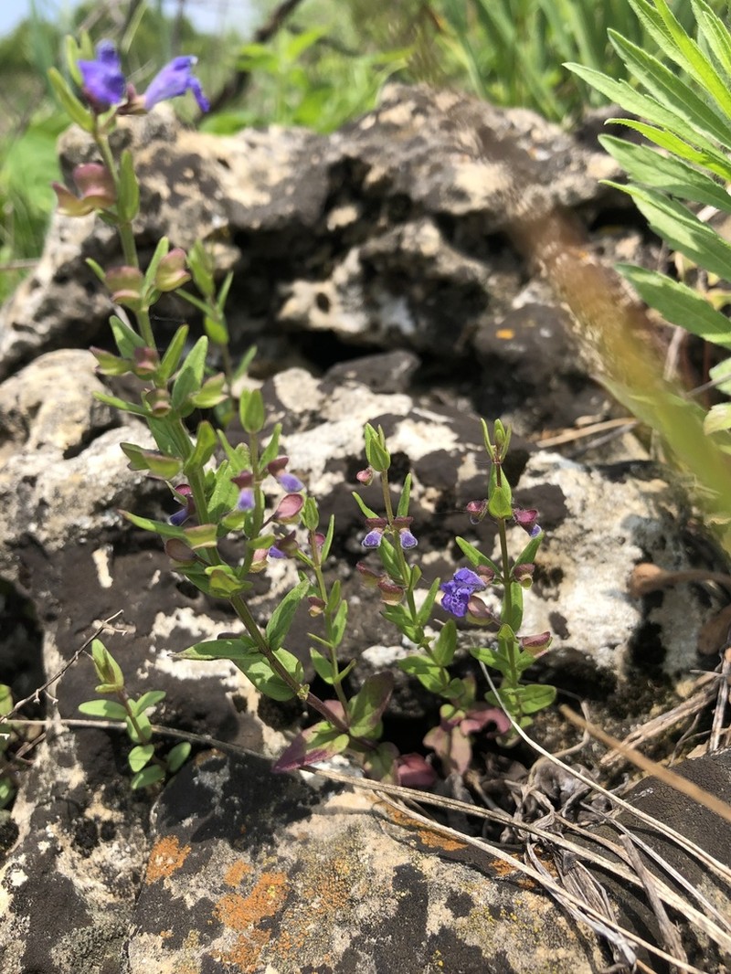 Small Skullcap photo 2