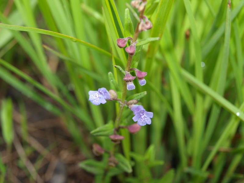 Small Skullcap photo 3