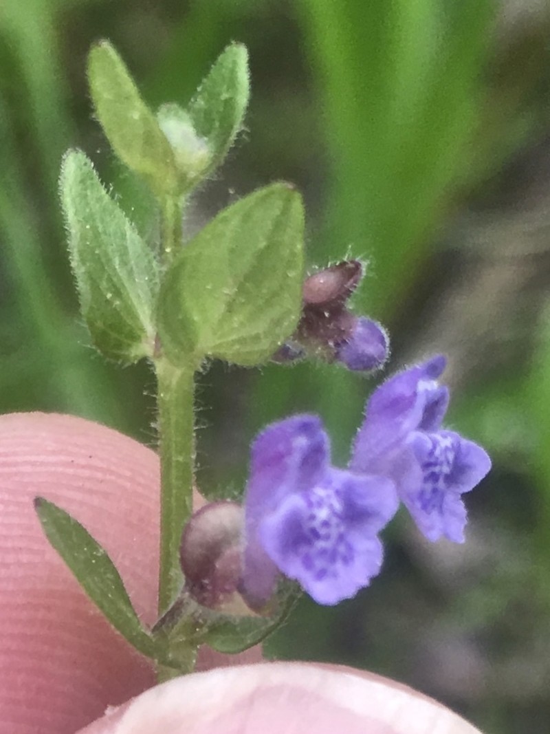Small Skullcap photo 5