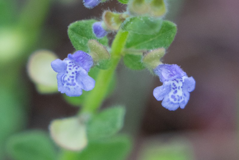 Small Skullcap photo 6