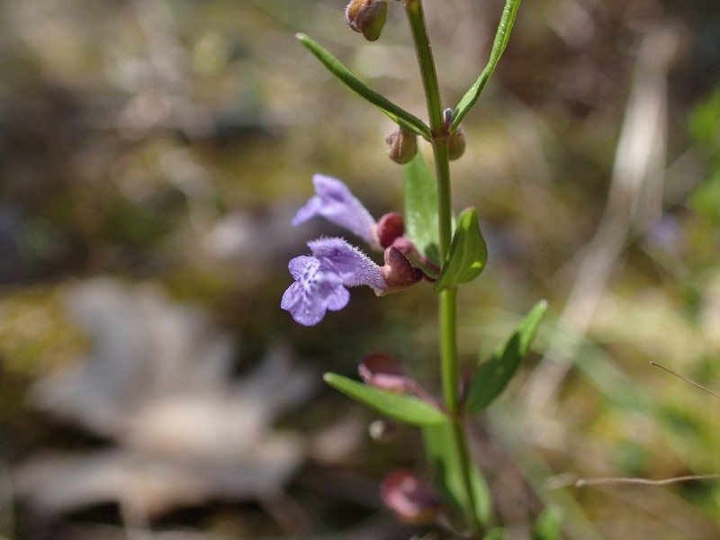Small Skullcap photo 7