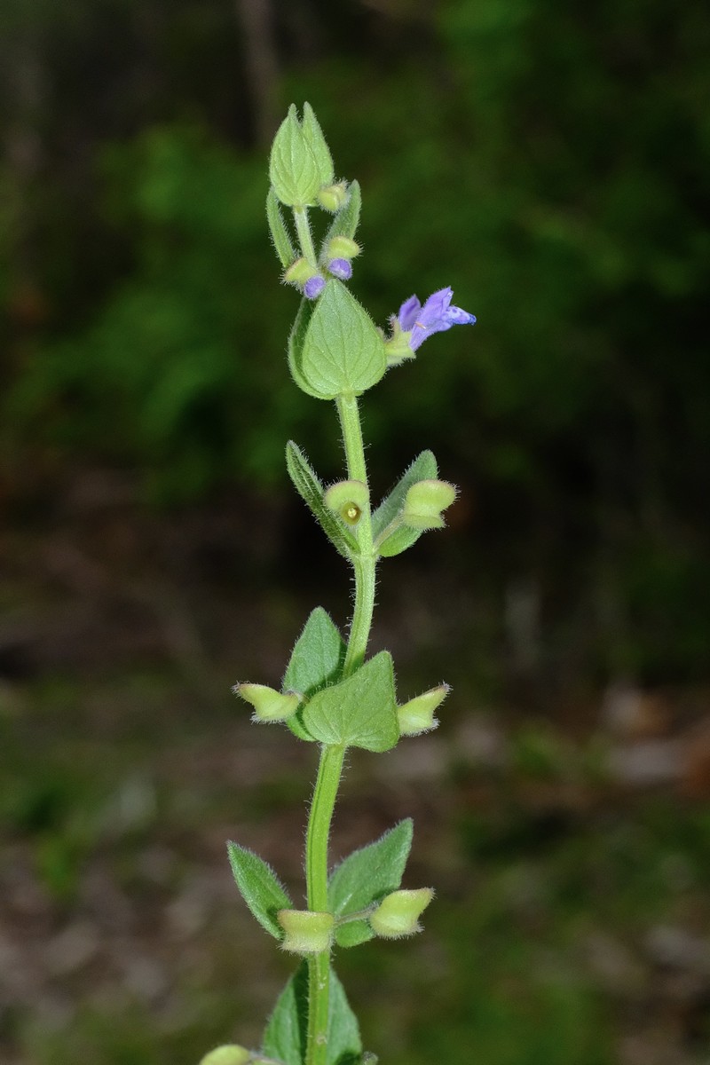 Scutellaria parvula var. australis