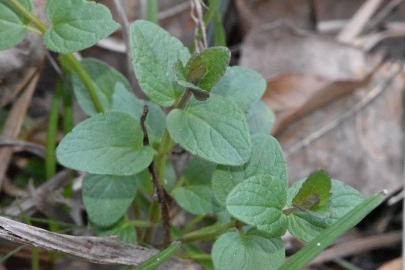 Scutellaria parvula var. australis photo 2