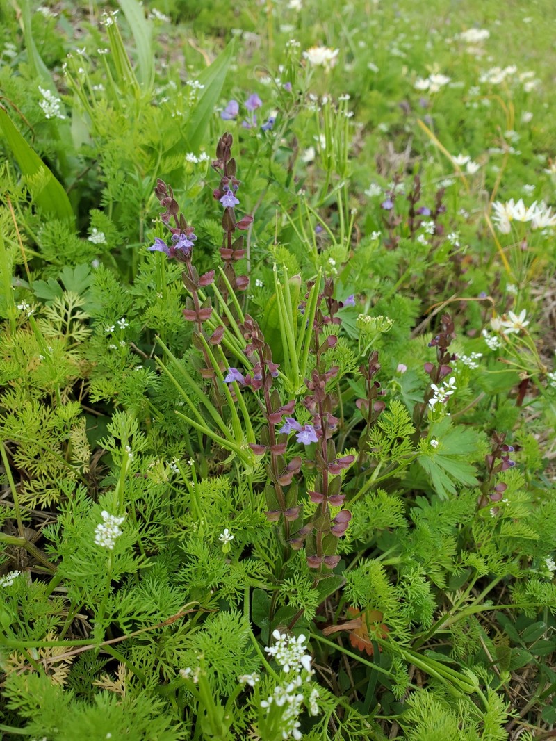 Scutellaria parvula var. australis photo 3