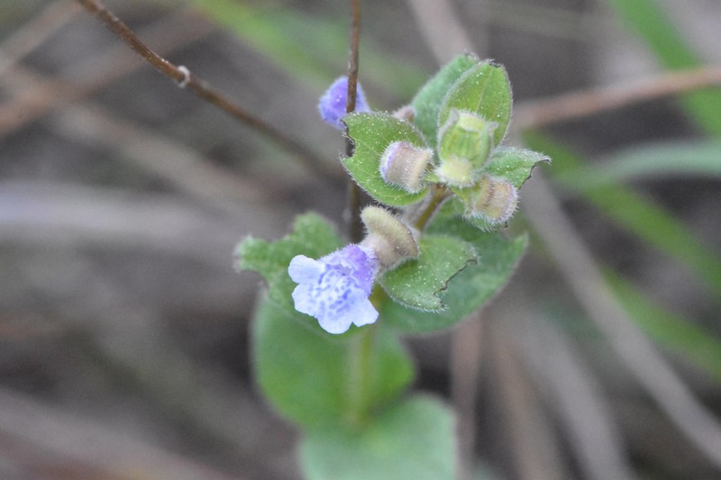Scutellaria parvula var. australis photo 4