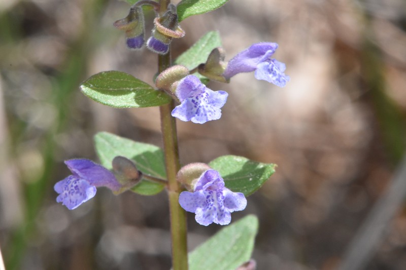 Scutellaria parvula var. australis photo 5