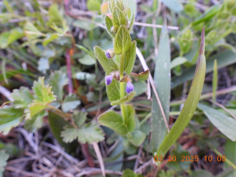 Scutellaria parvula var. australis photo 6