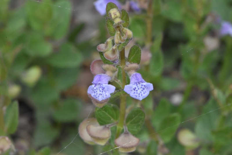 Scutellaria parvula var. australis photo 7