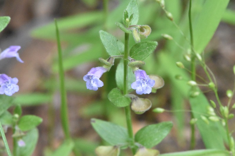 Scutellaria parvula var. australis photo 8
