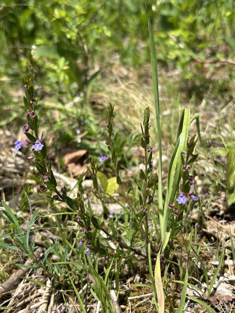 Scutellaria parvula var. leonardi