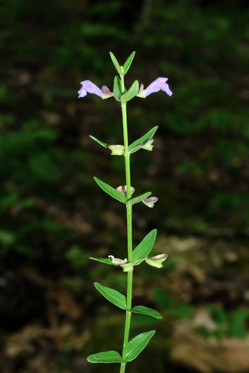Scutellaria parvula var. leonardi photo 2