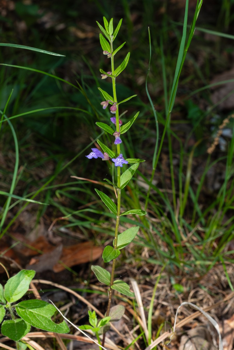 Scutellaria parvula var. leonardi photo 3