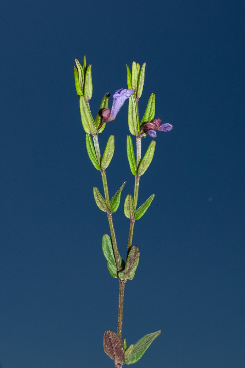 Scutellaria parvula var. leonardi photo 4