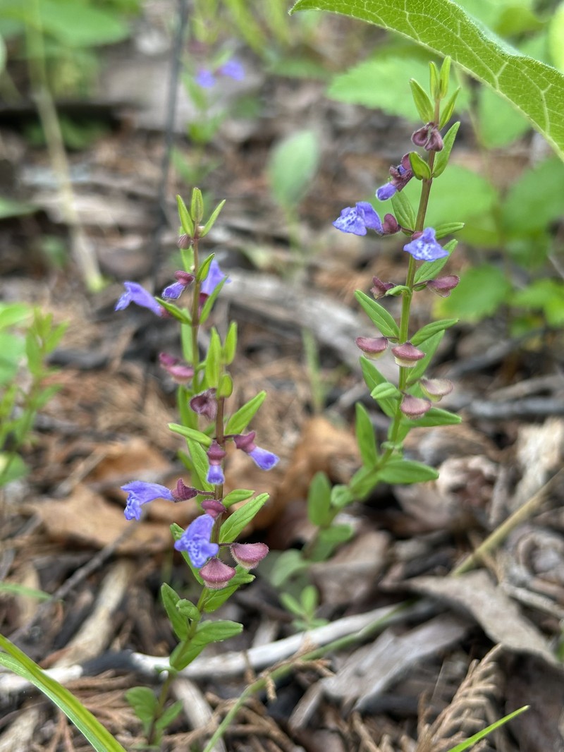 Scutellaria parvula var. leonardi photo 6