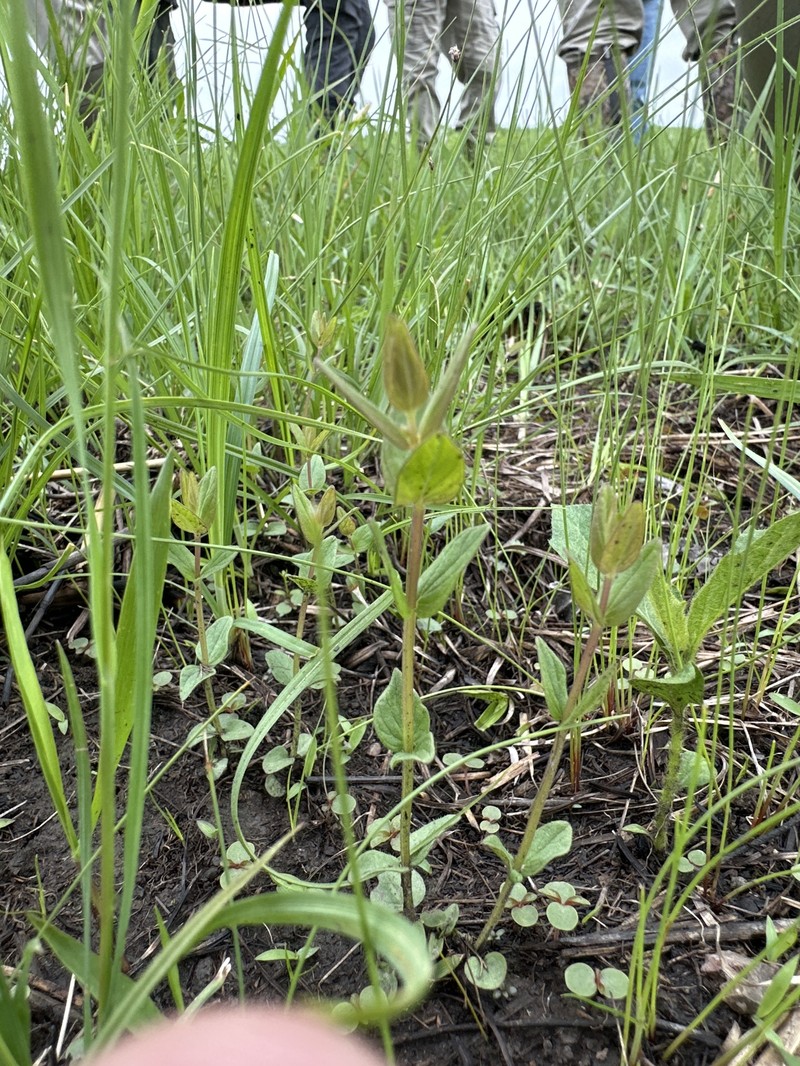 Scutellaria parvula var. leonardi photo 7
