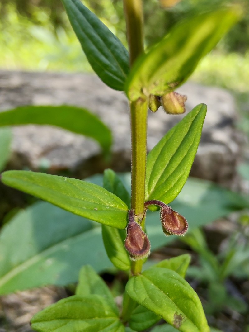 Scutellaria parvula var. leonardi photo 8