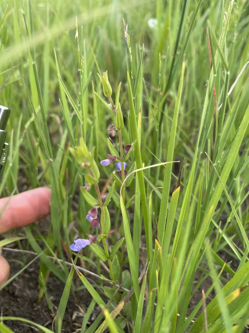 Scutellaria parvula var. missouriensis