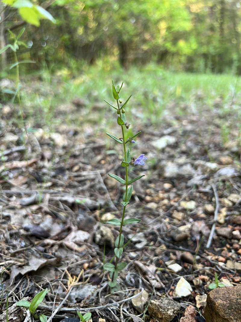 Scutellaria parvula var. missouriensis photo 2