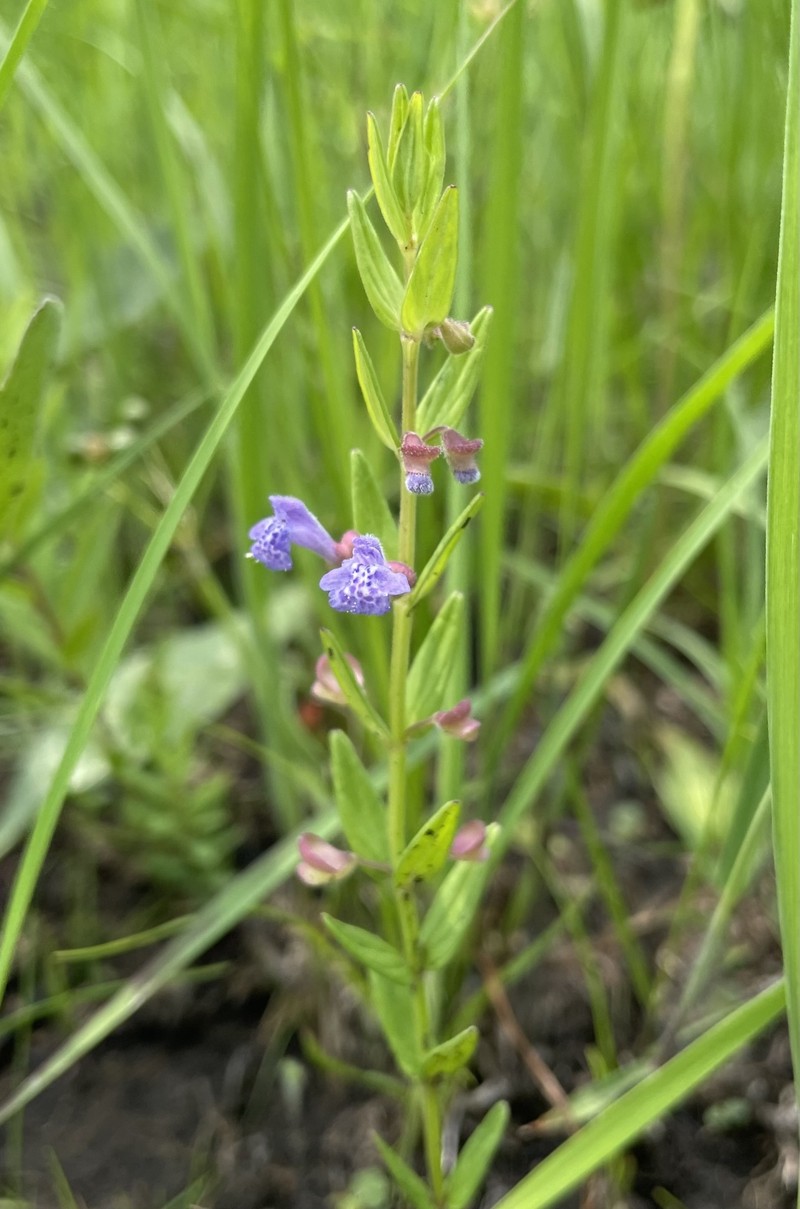 Scutellaria parvula var. missouriensis photo 3