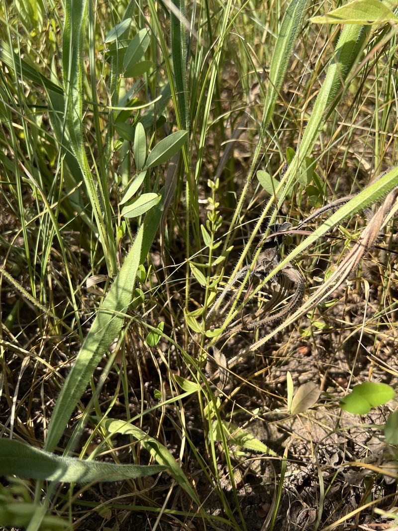 Scutellaria parvula var. missouriensis photo 4
