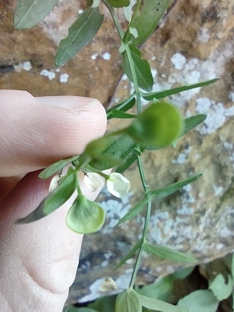 Scutellaria parvula var. missouriensis photo 5