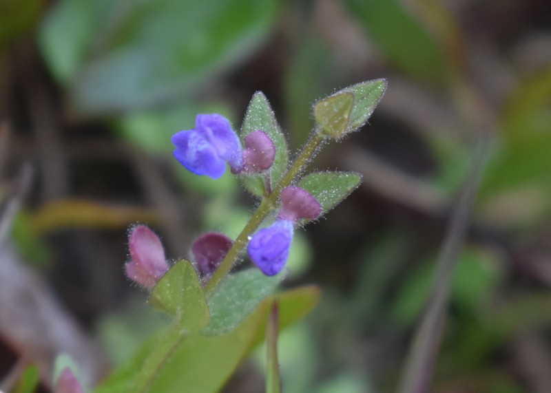 Scutellaria parvula var. parvula