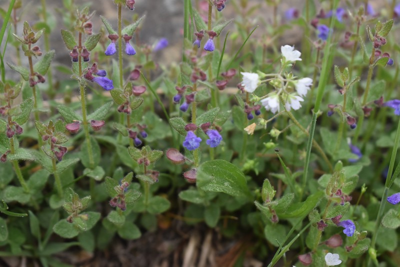 Scutellaria parvula var. parvula photo 2