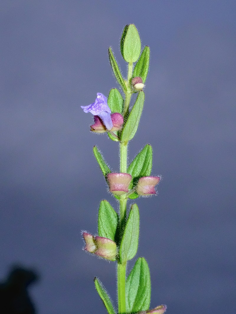 Scutellaria parvula var. parvula photo 3