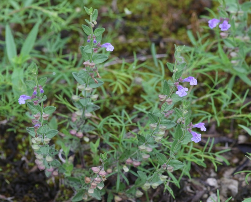 Scutellaria parvula var. parvula photo 4