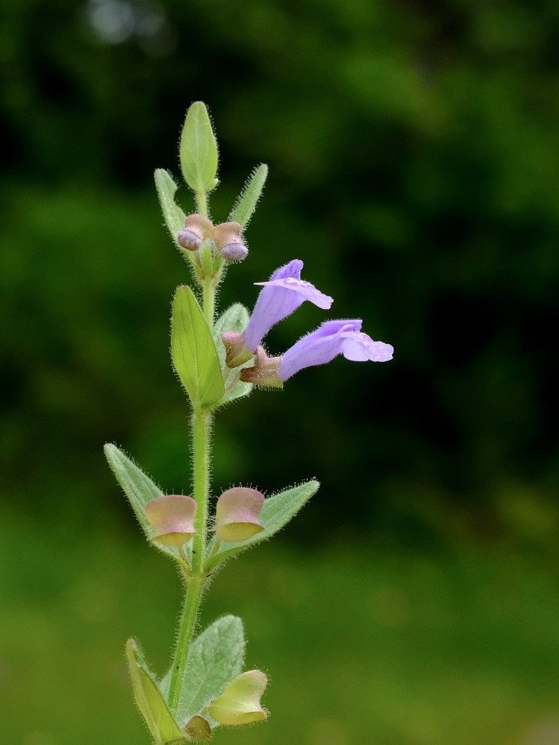Scutellaria parvula var. parvula photo 5