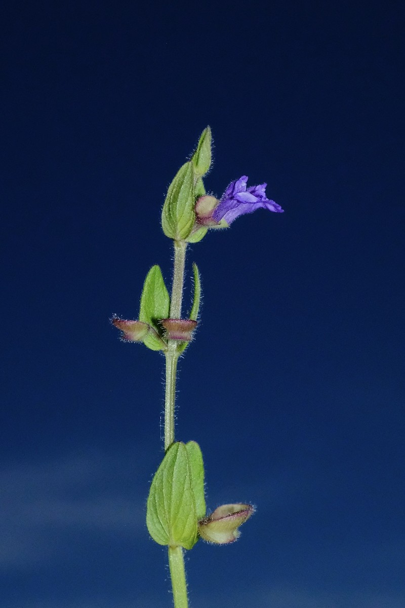 Scutellaria parvula var. parvula photo 6