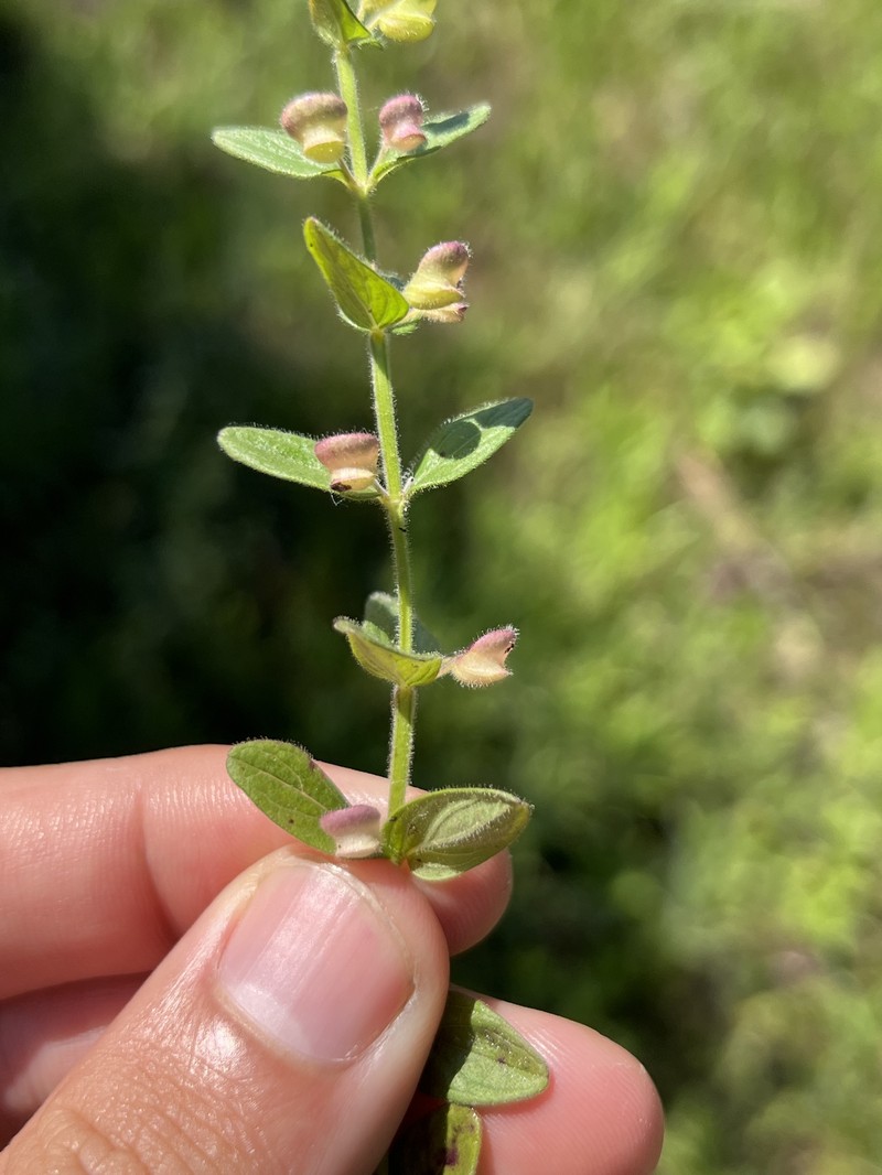 Scutellaria parvula var. parvula photo 7
