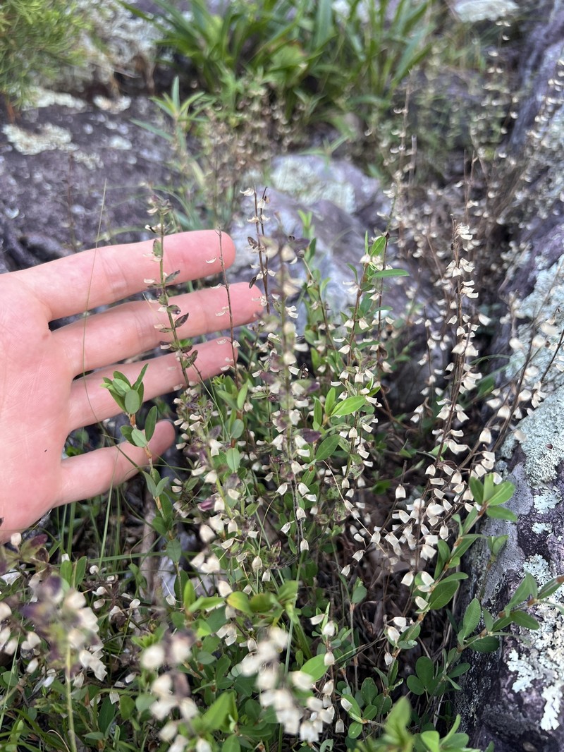 Scutellaria parvula var. parvula photo 8