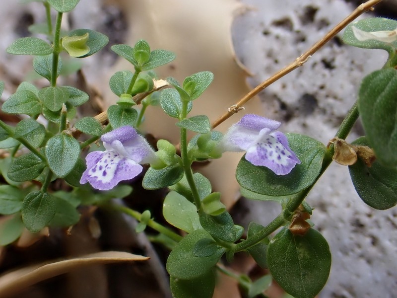 Mexican Skullcap