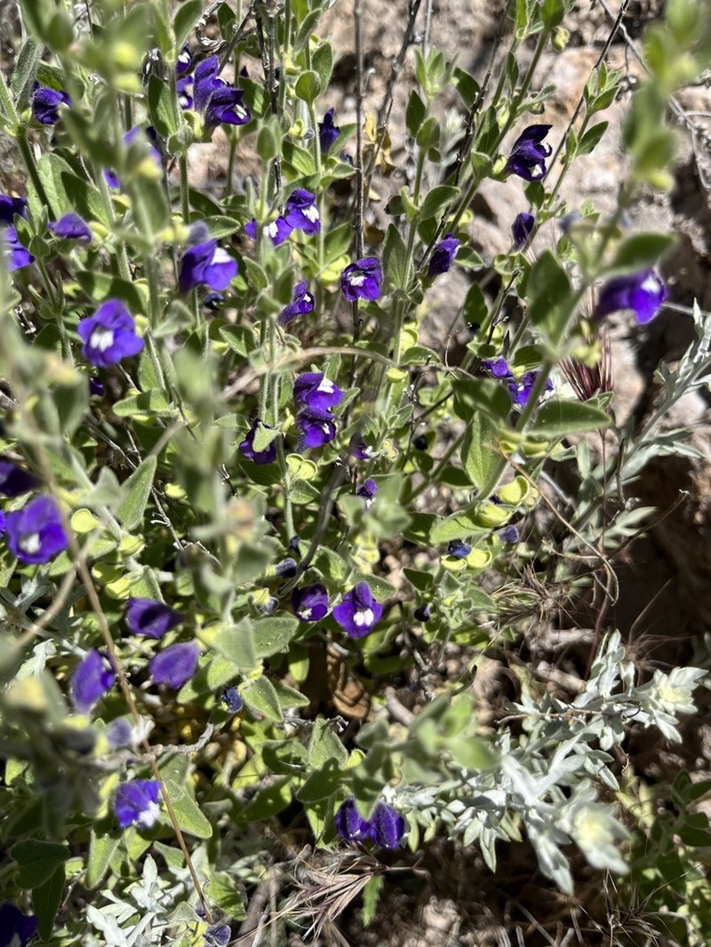 Mexican Skullcap photo 2