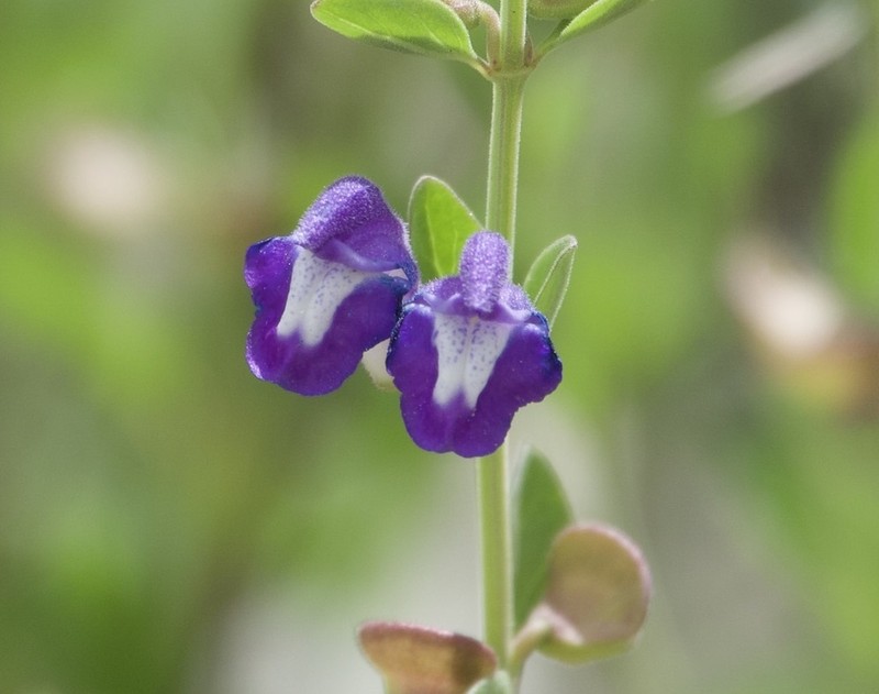 Mexican Skullcap photo 3