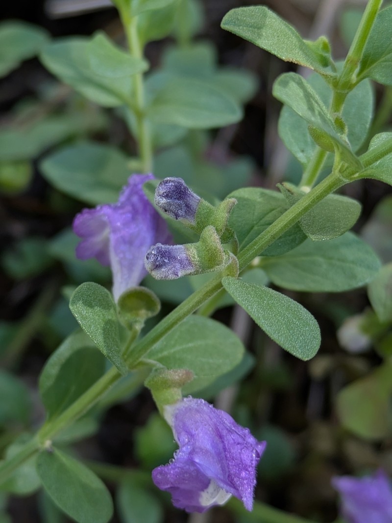 Mexican Skullcap photo 4