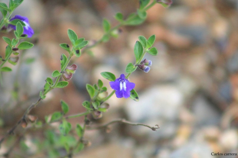 Mexican Skullcap photo 5