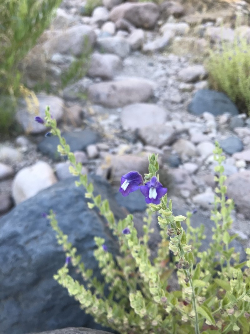 Mexican Skullcap photo 6