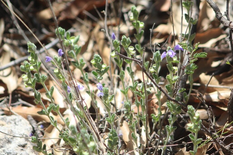 Mexican Skullcap photo 7